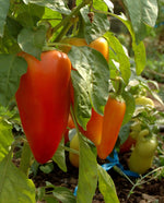 Antohi Romanian
