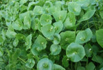 Claytonia (Miner's Lettuce)