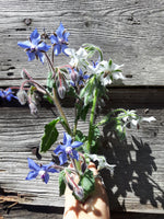 Borage