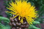 Globe Centaurea