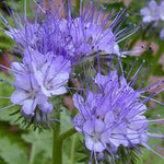 Phacelia