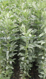 5B's Choice Broad Bean-Beans-Vegetables-Full Circle Seeds