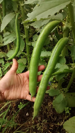5B's Choice Broad Bean-Beans-Vegetables-Full Circle Seeds