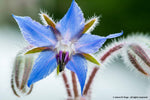 Borage-Flowers-Herbs-Full Circle Seeds