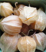 Cape Gooseberry-Unique Vegetables-Vegetables-Full Circle Seeds