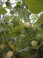 Cape Gooseberry-Unique Vegetables-Vegetables-Full Circle Seeds