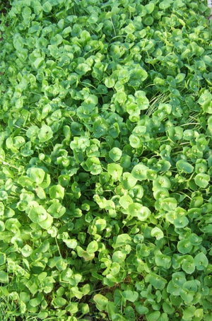 Claytonia (Miner's Lettuce)-Salad Greens-Vegetables-Full Circle Seeds