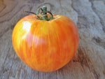 Copia-Tomatoes-Vegetables-Full Circle Seeds