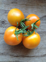 Flammé-Tomatoes-Vegetables-Full Circle Seeds