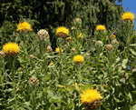 Globe Centaurea-Flowers-Flowers-Full Circle Seeds