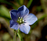 Golden Flax-Grains & Cover Crops-Grains & Cover Crops-Full Circle Seeds