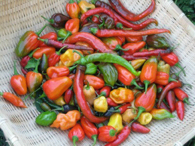 Some Like it Hot! Hot Pepper Collection-Peppers-Vegetables-Full Circle Seeds