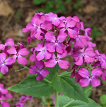 Lunaria, Honesty-Flowers-Flowers-Full Circle Seeds