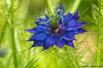 Nigella-Flowers-Flowers-Full Circle Seeds
