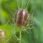 Nigella-Flowers-Flowers-Full Circle Seeds