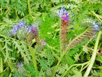 Phacelia-Flowers-Flowers-Full Circle Seeds