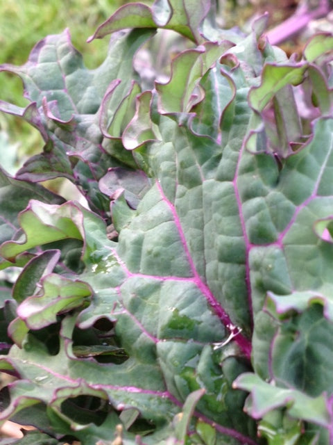 Red Russian Kale-Kale-Vegetables-Full Circle Seeds