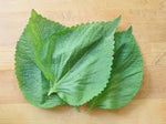 shiso, perilla