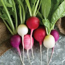 Easter Egg Radish