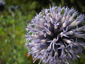 Blue bumblebee flower mix