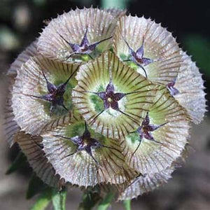 scabiosa, ping pong