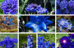 Blue bumblebee flower mix