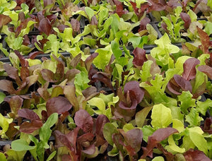 All Weather Lettuce Blend-Lettuce-Vegetables-Full Circle Seeds