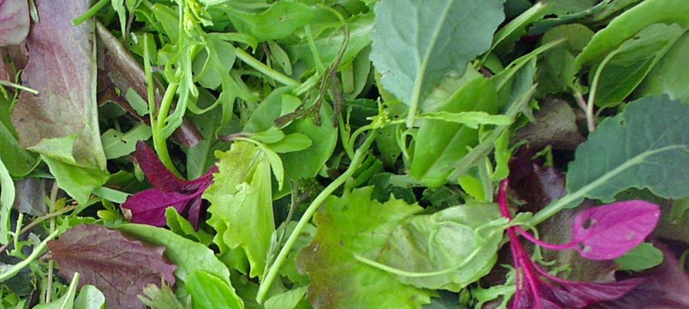 All Weather Salad Blend-Salad Greens-Vegetables-Full Circle Seeds