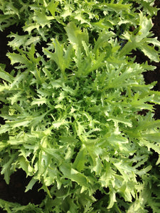 ALM Frisee-Salad Greens-Vegetables-Full Circle Seeds