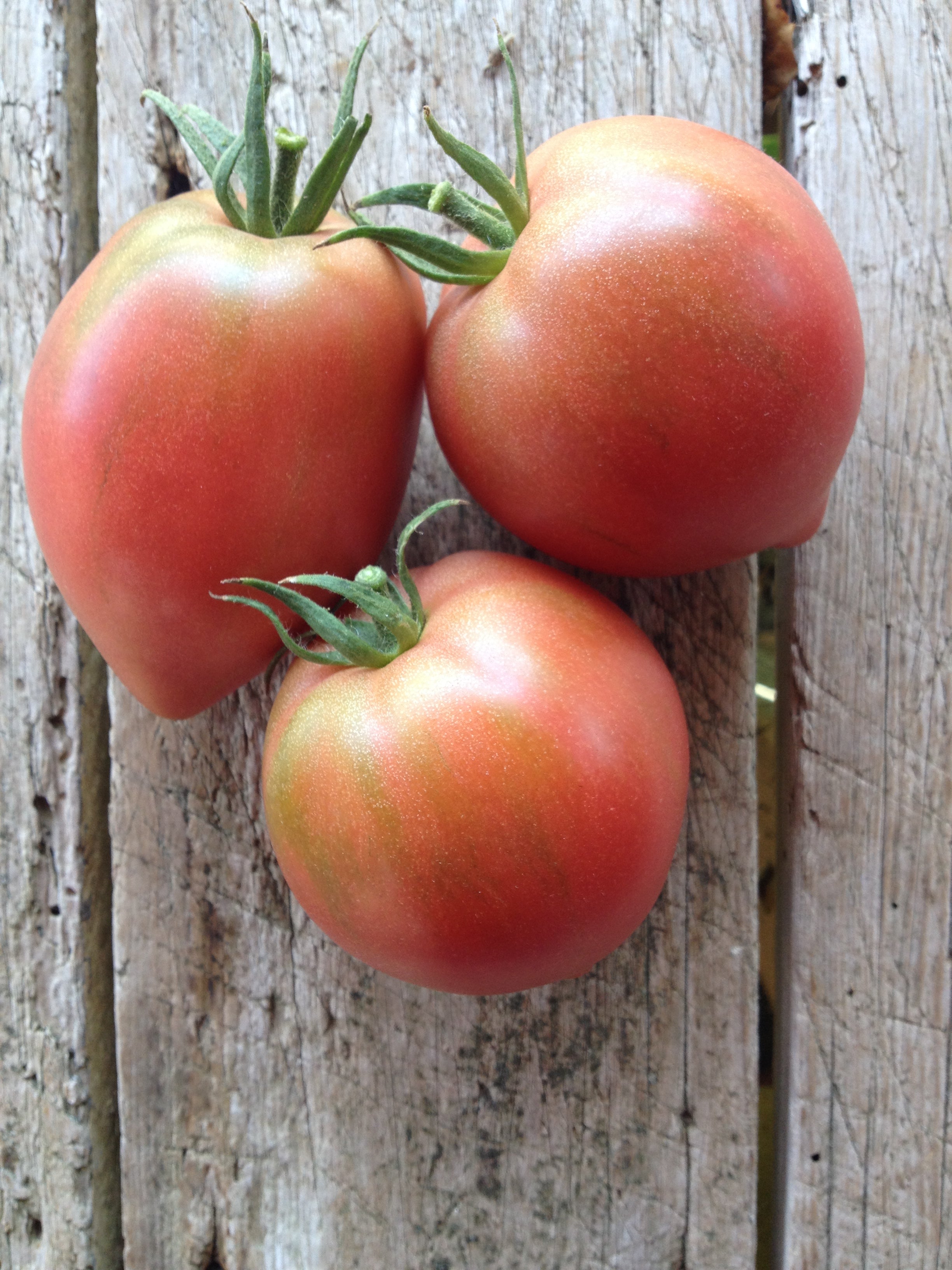 Anna Russian-Tomatoes-Vegetables-Full Circle Seeds