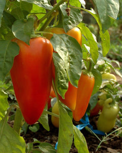 Antohi Romanian-Peppers-Vegetables-Full Circle Seeds