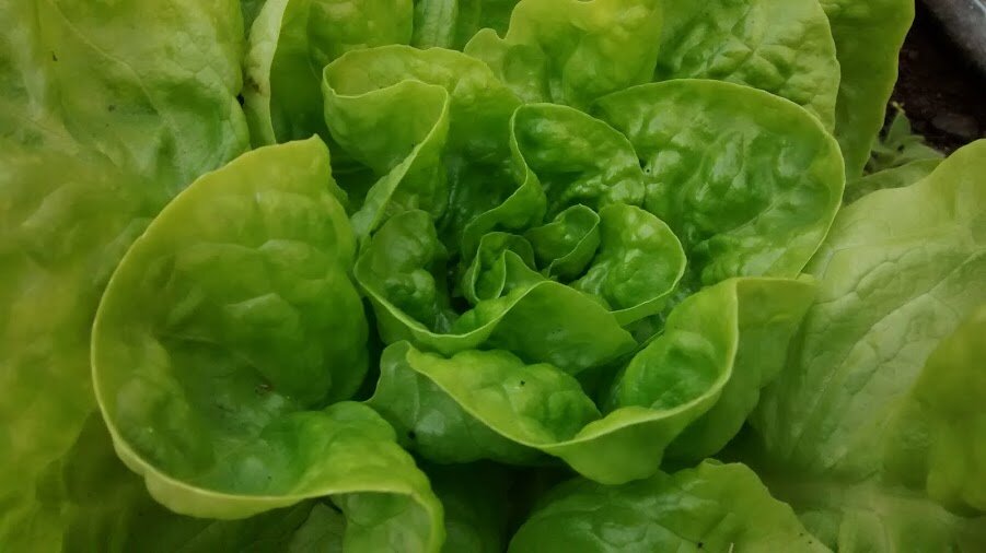 Arctic King - green, butterhead-Lettuce-Vegetables-Full Circle Seeds