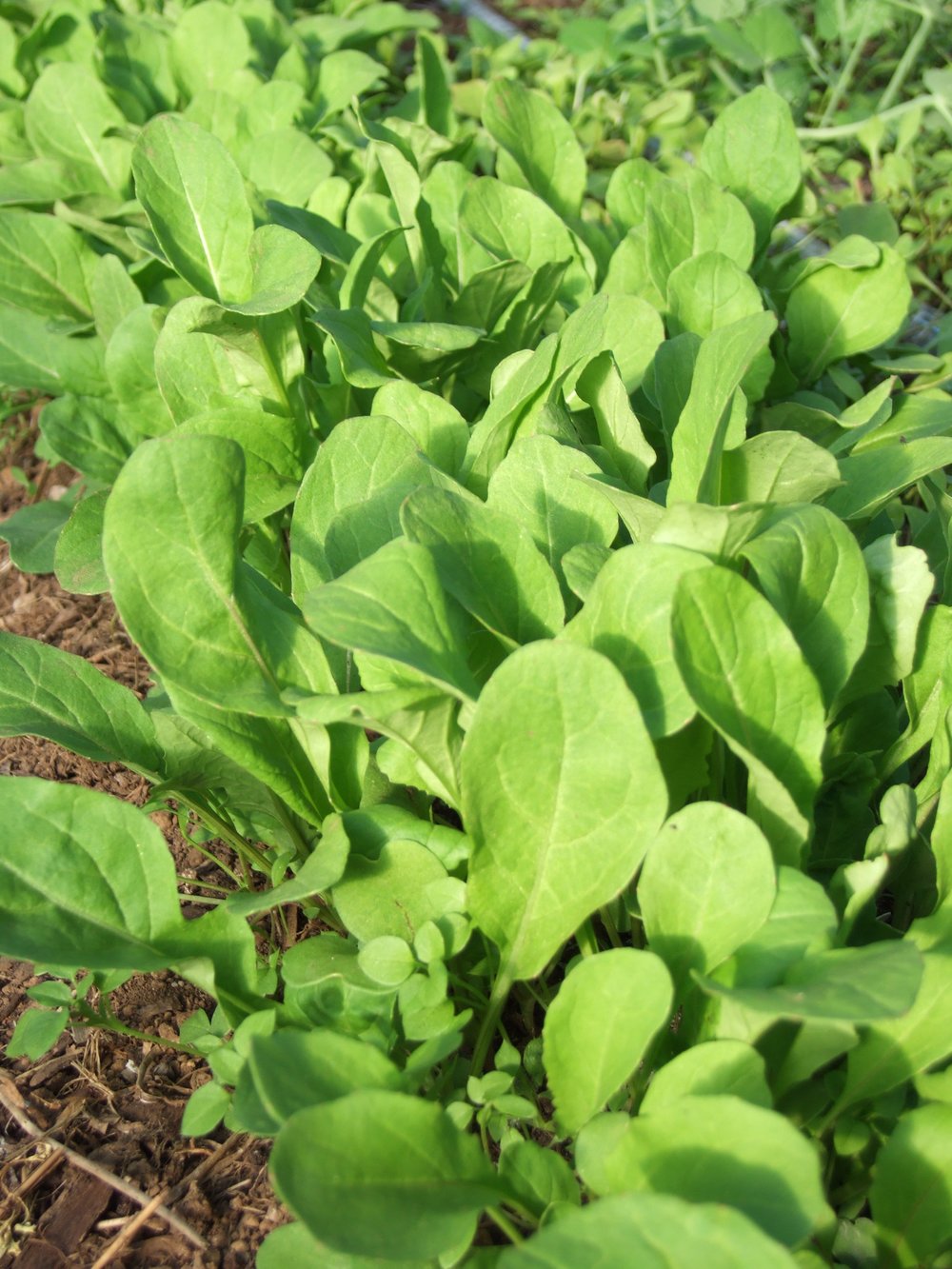 Annual Arugula-Salad Greens-Vegetables-Full Circle Seeds