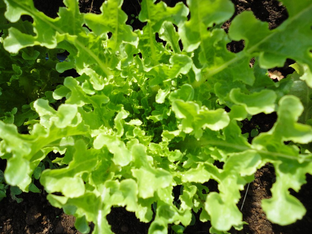 Ashbrook - green, leaf-Lettuce-Vegetables-Full Circle Seeds