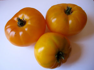 Azoychka-Tomatoes-Vegetables-Full Circle Seeds