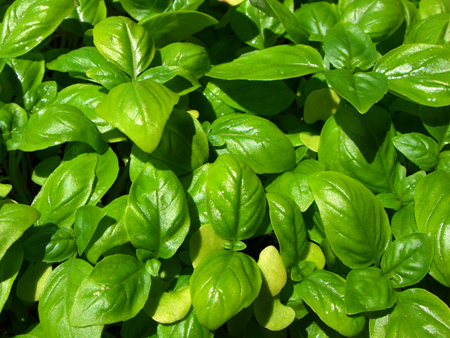 Basil, Genovese-Herbs-Herbs-Full Circle Seeds