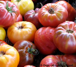 Beefsteak Tomato Mix-Tomatoes-Vegetables-Full Circle Seeds