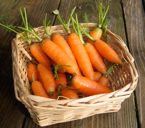 Berlicummer Carrots-Carrots-Vegetables-Full Circle Seeds
