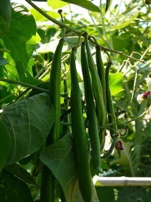 Best of All Runner Beans-Beans-Vegetables-Full Circle Seeds