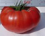 Brandywine-Tomatoes-Vegetables-Full Circle Seeds