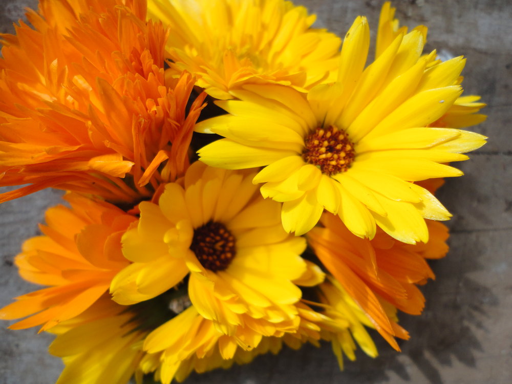 Calendula, ALM Special Mix-Flowers-Herbs-Full Circle Seeds