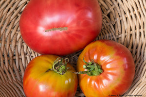 Caspian Pink-Tomatoes-Vegetables-Full Circle Seeds