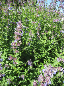 Catmint-Flowers-Flowers-Full Circle Seeds