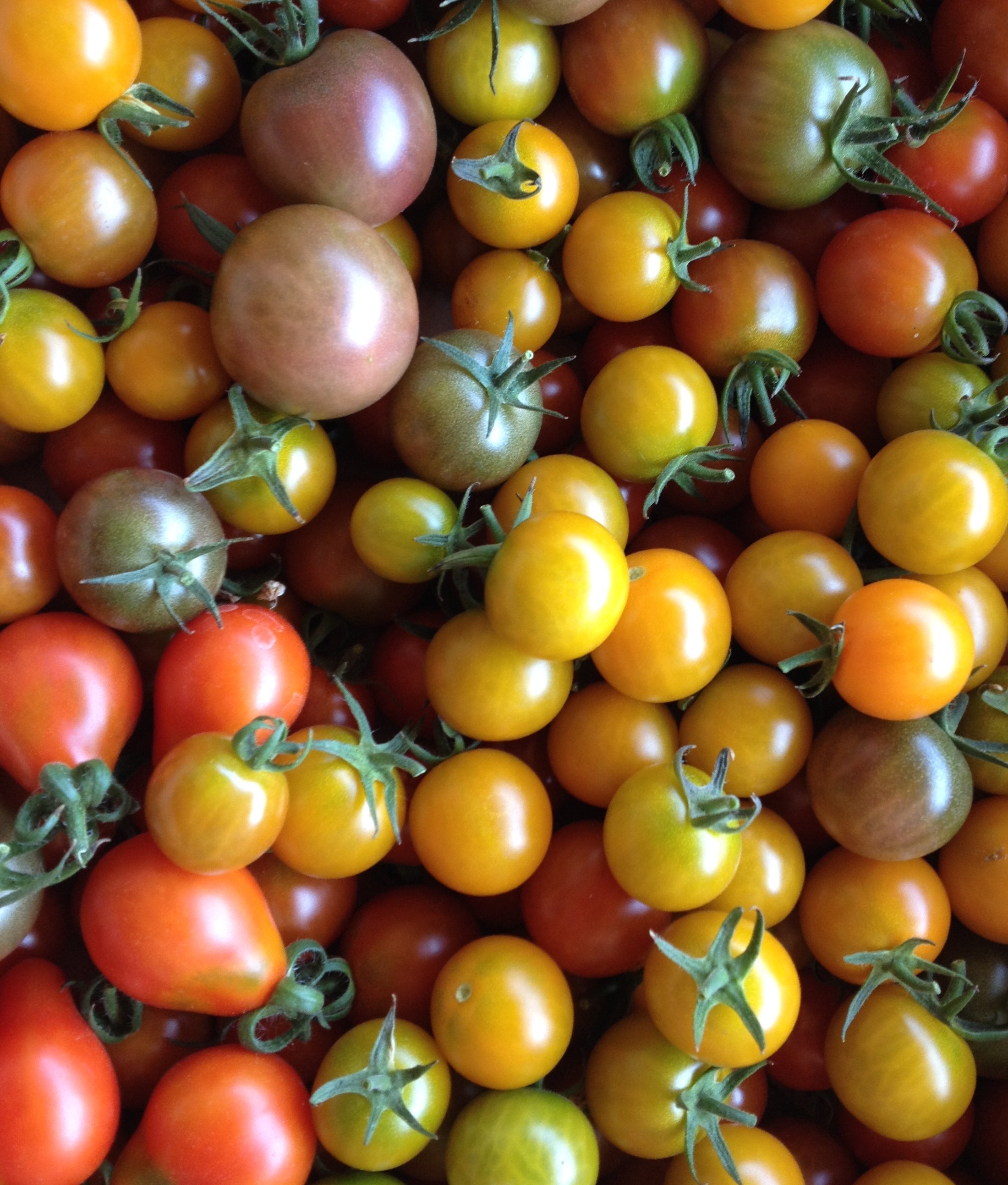 Cherry Tomato Mix-Tomatoes-Vegetables-Full Circle Seeds