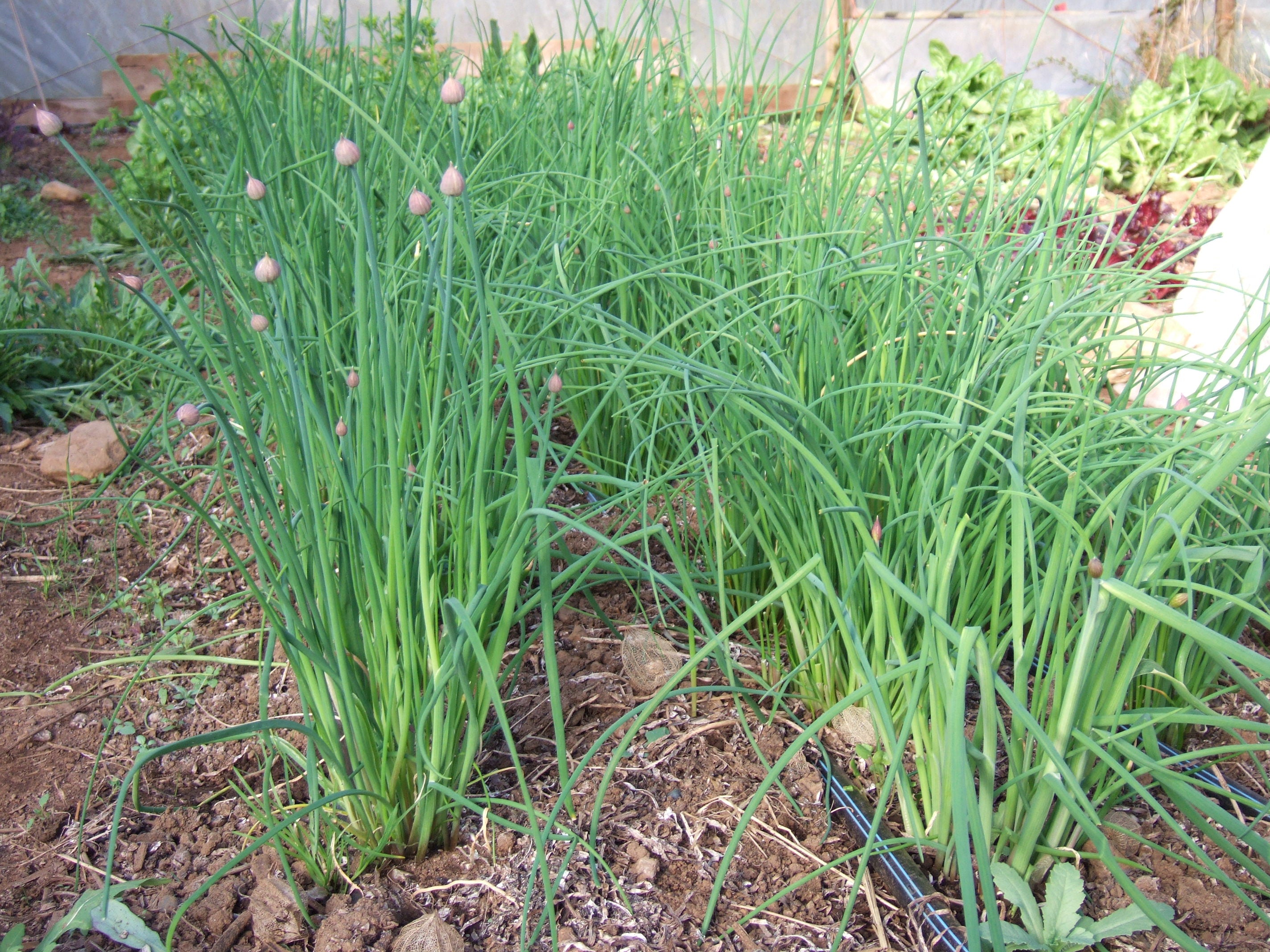 Chives-Herbs-Herbs-Full Circle Seeds