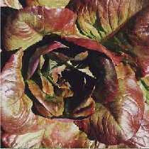 Cimmaron - red, romaine-Lettuce-Vegetables-Full Circle Seeds