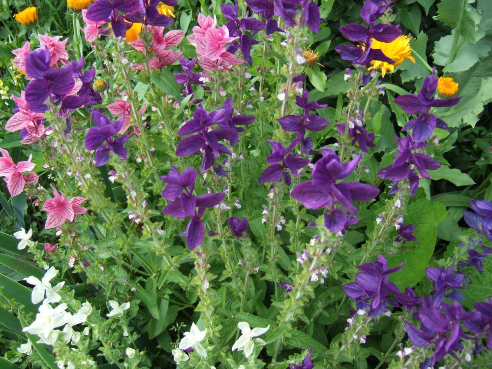 Clary Sage-Flowers-Herbs-Full Circle Seeds