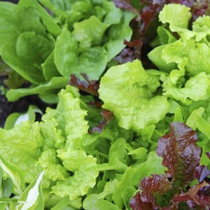 Cool Weather Lettuce Blend-Lettuce-Vegetables-Full Circle Seeds