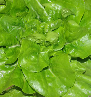 Cowlick - green, leaf-Lettuce-Vegetables-Full Circle Seeds
