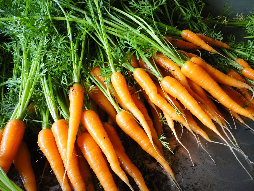 Danvers Carrots-Carrots-Vegetables-Full Circle Seeds